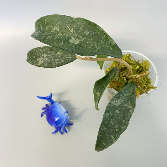 Hoya phuwuaensis - active growth