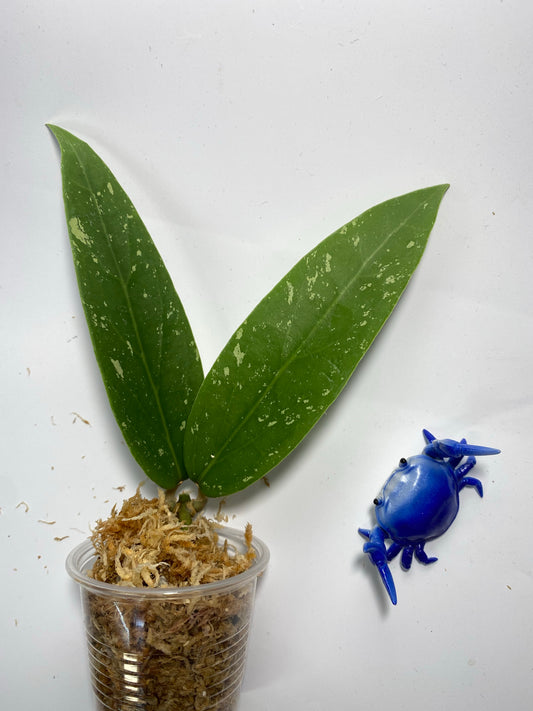 Hoya LP4 - EPC 376 - unrooted