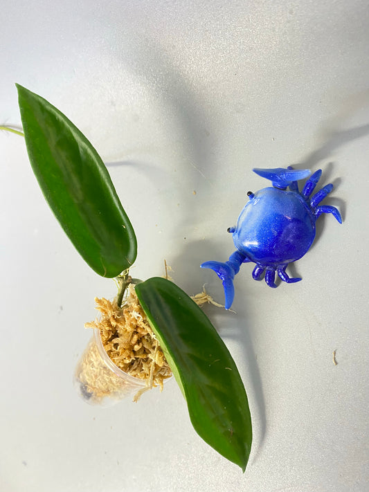 Hoya vangviengiensis - Unrooted