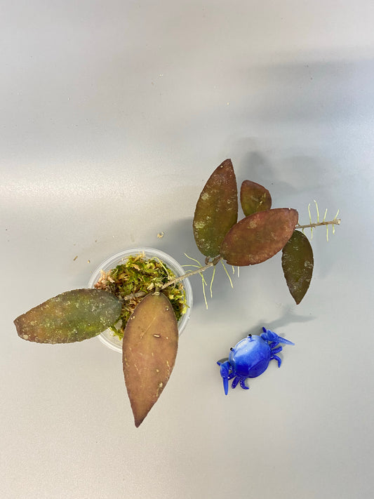 Hoya caudata Sumatra - Has roots