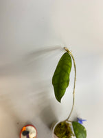 Hoya finlaysonii snow splash - rooted
