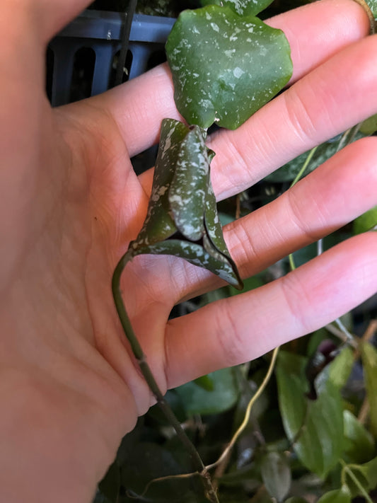 Hoya imbricata - Unrooted