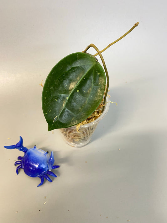 Hoya BP01 - just starting to root