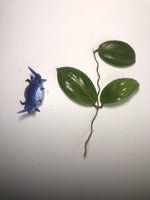Hoya persicina