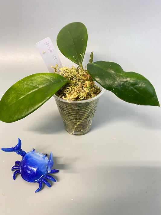 Hoya UT-036 West Timor - rooted