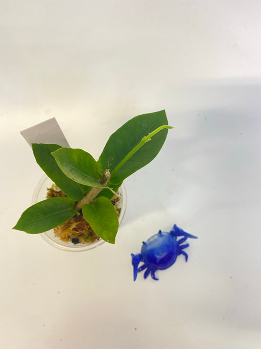 Hoya densifolia - active growth