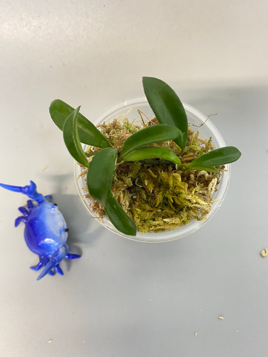 Hoya EPC 319 / PG04 / mini wayettii - active growth