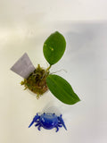 Hoya persicina - starting to root