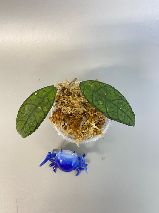 Hoya finlaysonii UT-073 - starting to root