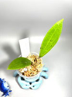 Hoya illagorium x aff benguetensis - starting to root