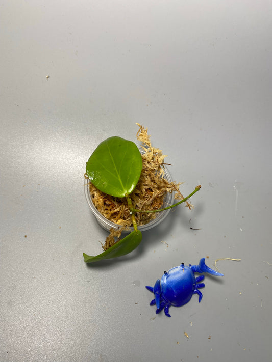 Hoya cutis-porcelana - unrooted