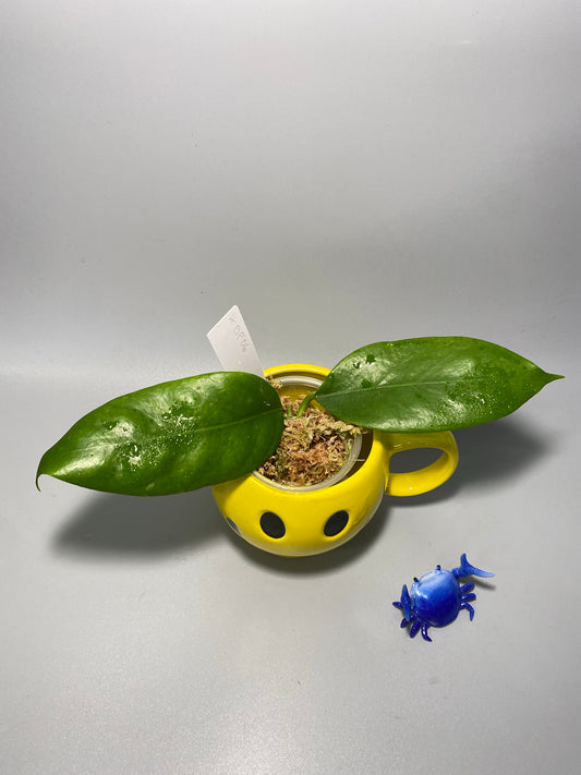 Hoya BP06 - has some roots