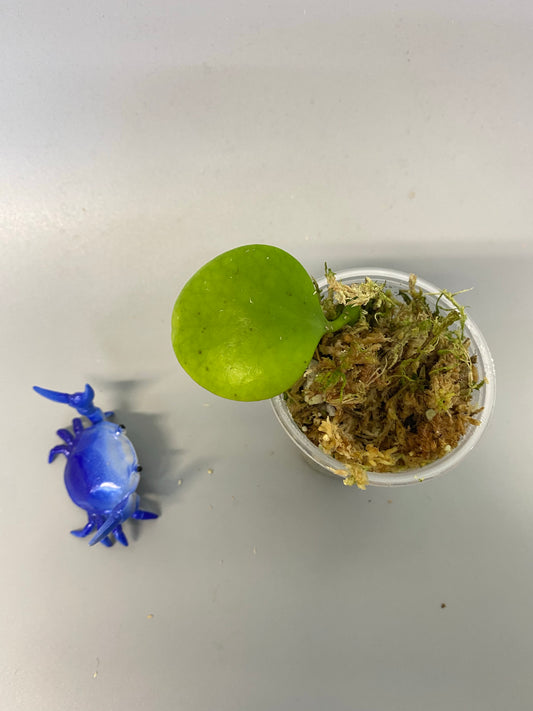 Hoya Kastbergii - has roots