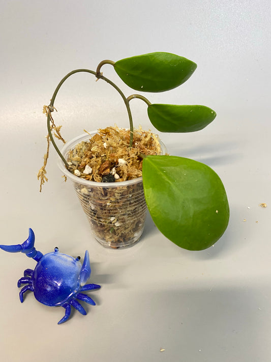 Hoya Lucardenasiana - Unrooted