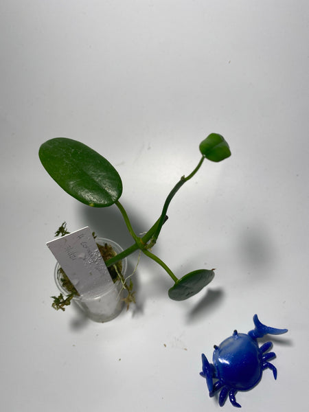 Hoya coronaria white - has roots