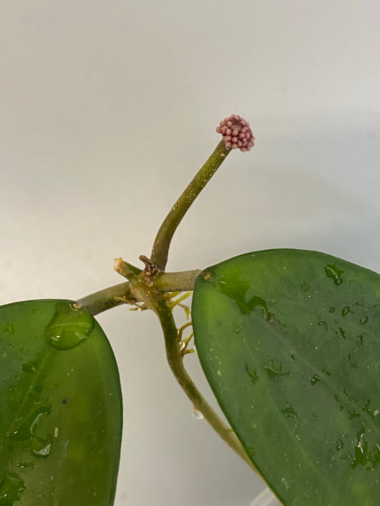 Hoya pottsii - has roots