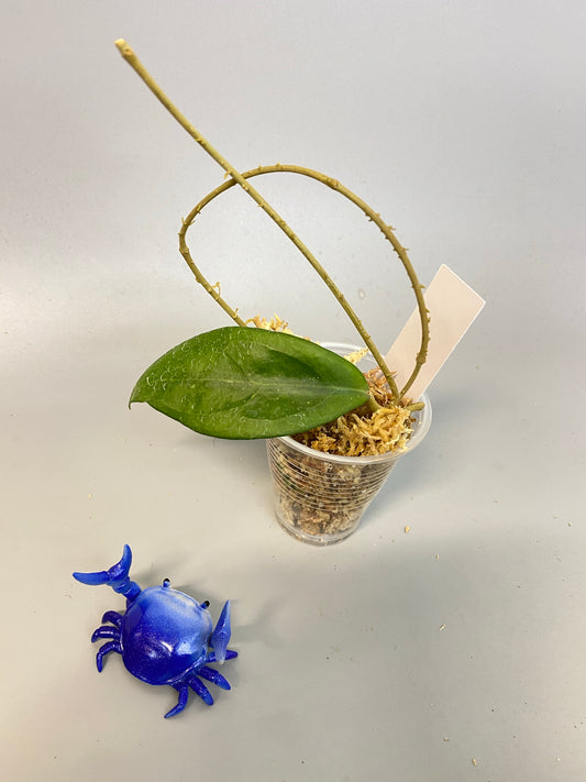 Hoya erythrostemma - big pink - unrooted