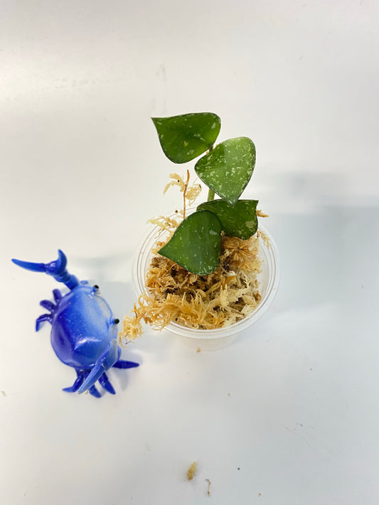 Hoya krohniana (eskimo) splash - unrooted