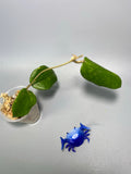 Hoya pentaphlebia - starting to root