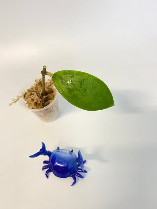 Hoya mindorensis dark red - starting to root