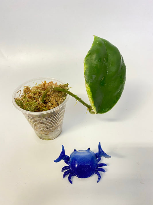 Hoya incrassata albomarginata / ‘eclipse’ - has roots