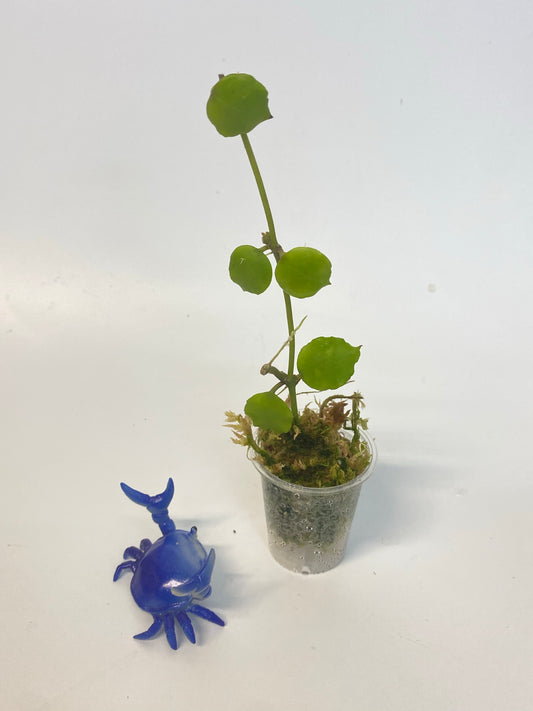 Hoya endauensis - starting to root