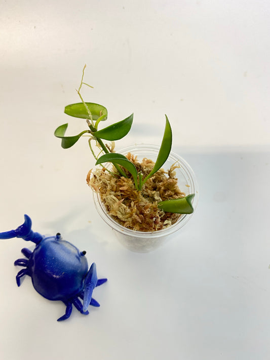 Hoya EPC 319 / PG04 / mini wayettii - unrooted