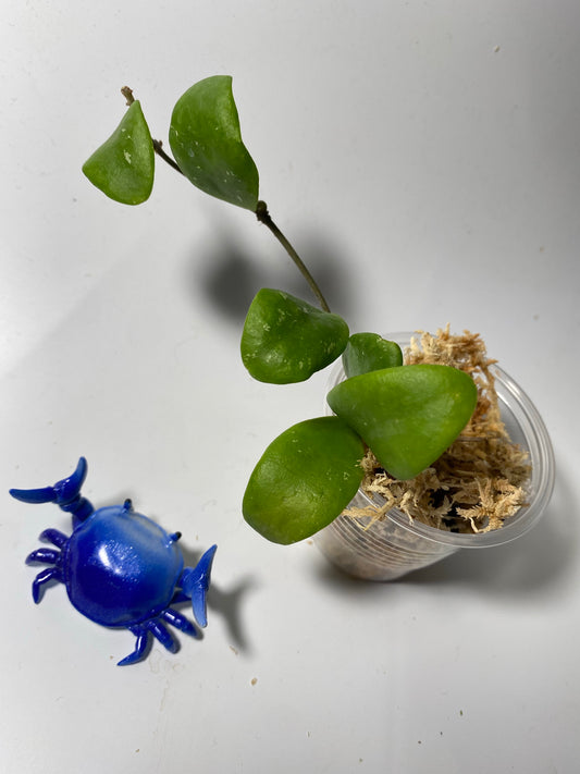 Hoya isabelchanae / GPS 7-35- unrooted