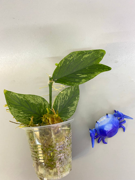 Hoya polyneura splash - active growth