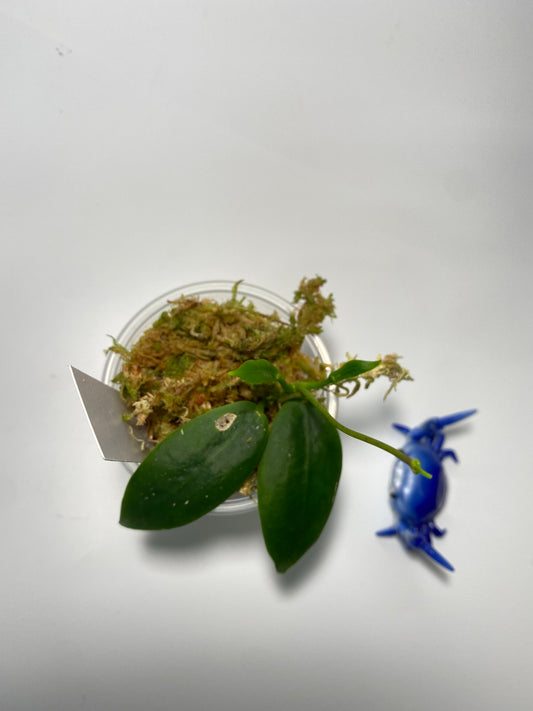 Hoya darwinii pink - active growth