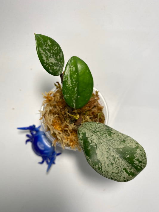 Hoya carnosa Wilbur graves (Russia)- has some roots