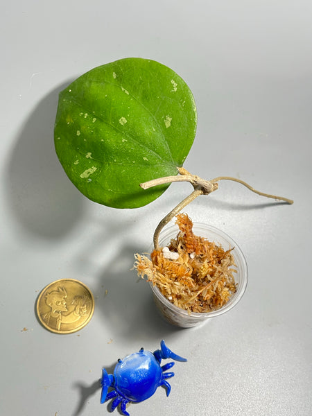 Hoya balaensis round leaf - unrooted