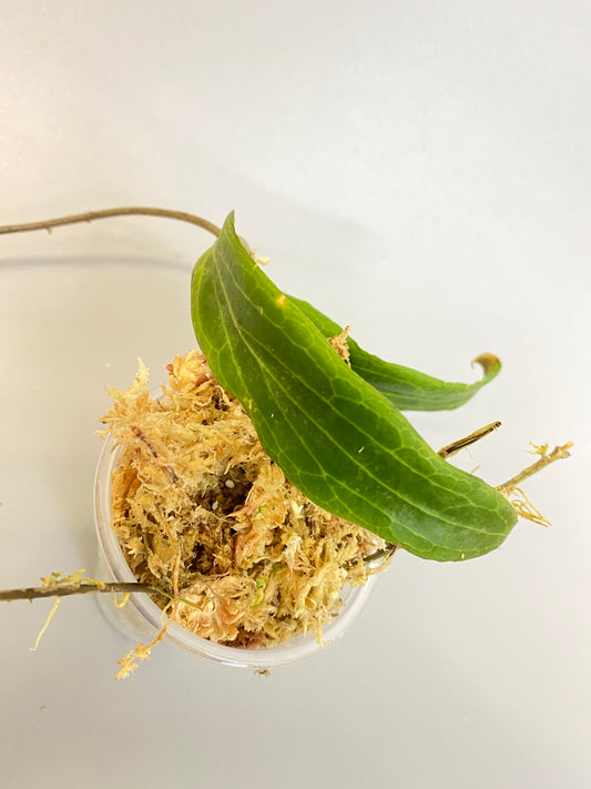 Hoya bordenii - unrooted