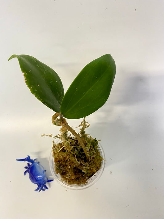 Hoya dr ibok - has some roots