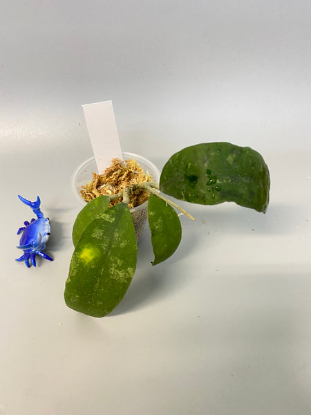 Hoya padangensis / uncinata- starting to root