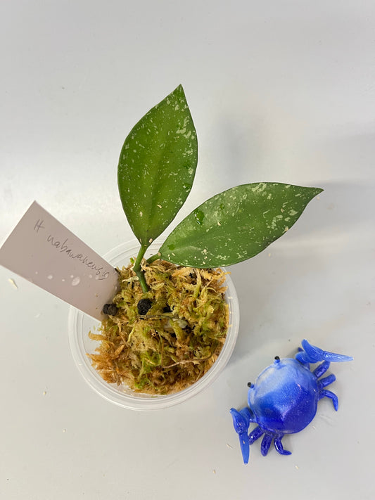 Hoya nabawanensis - starting to root