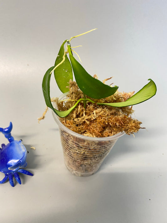 Hoya cv noona - starting to root