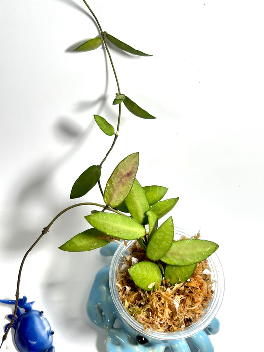 Hoya sigillatis alas river - Unrooted