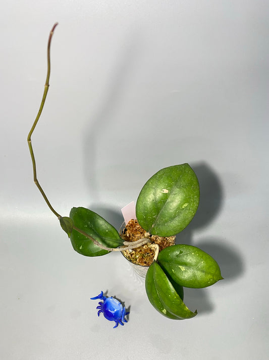 Hoya Joy - active growth