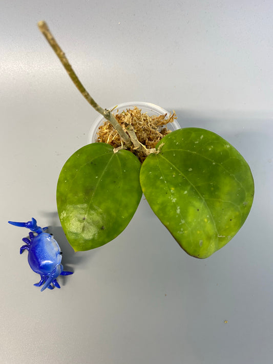 Reserved for Jade -  Loyceandrewsiana - dinner plate - starting to root