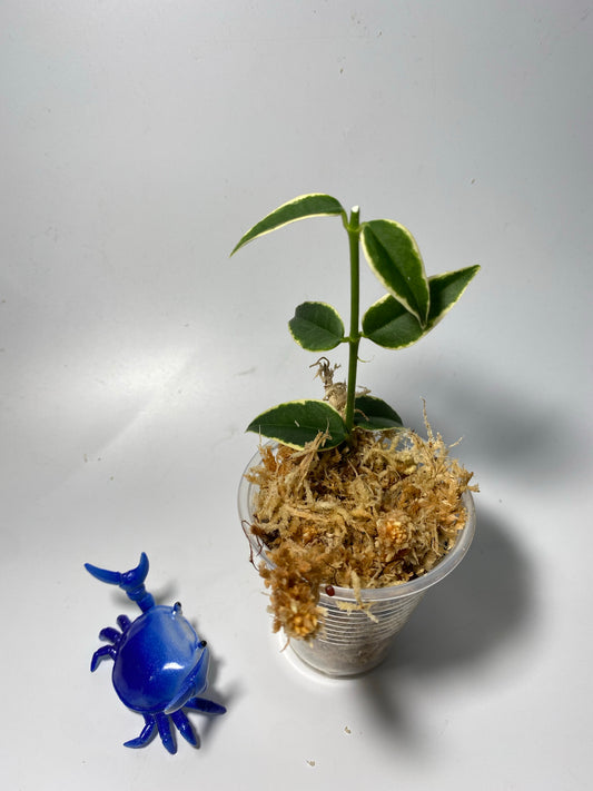 Hoya Bella outer variegation. (Albomarginata) - has roots