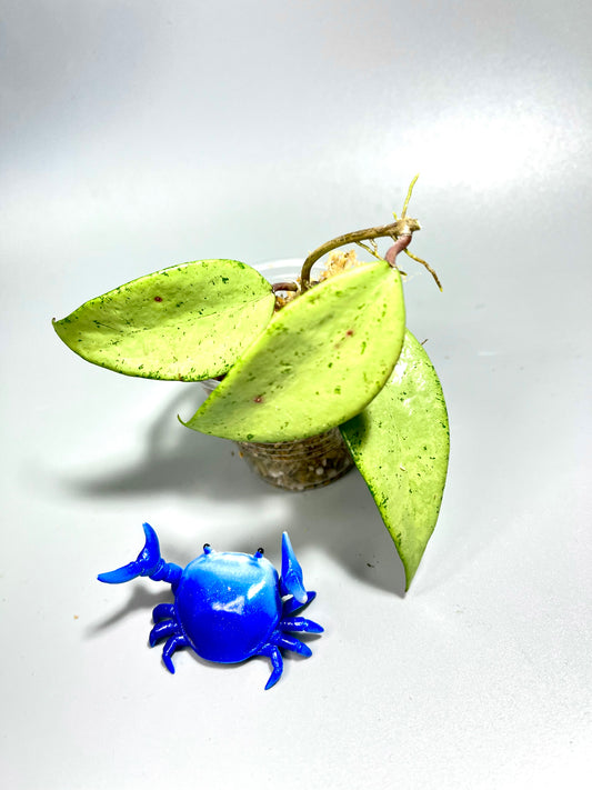 Hoya cui snow - Unrooted