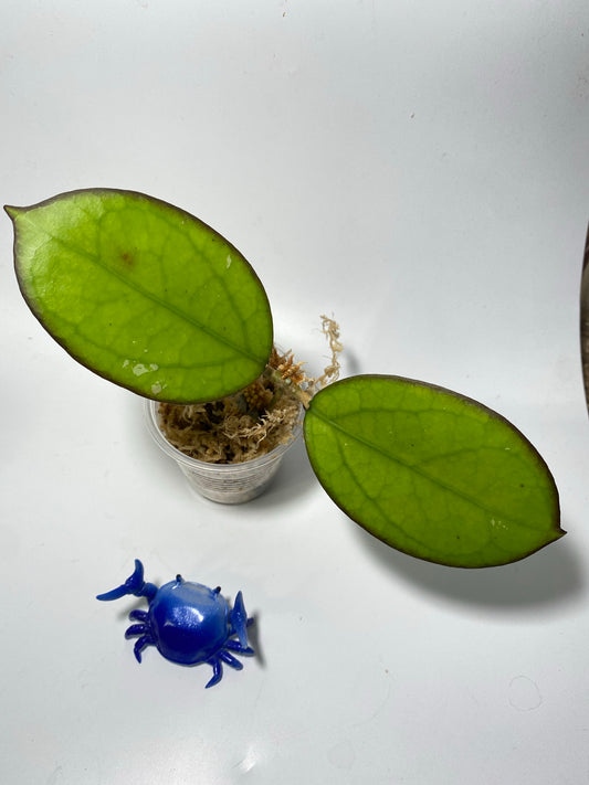 Hoya luckii - new hybrid - vitellina pink x unknown - starting to root