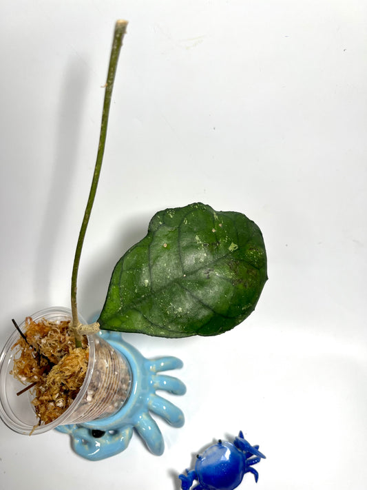 Hoya svetlana - Unrooted