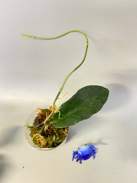 Hoya Archboldiana - active growth
