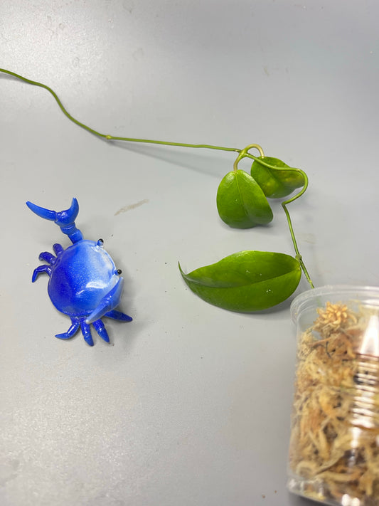 Hoya sp tenaru River - Unrooted