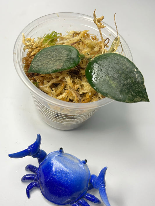 Hoya thomsonii - unrooted