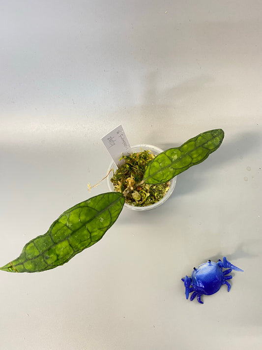 Hoya finlaysonii long leaf - new growth.