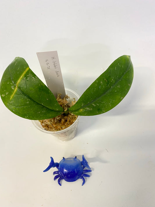 Hoya lobbii dark - has some roots