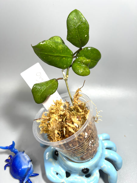 Hoya ovalifolia - Unrooted